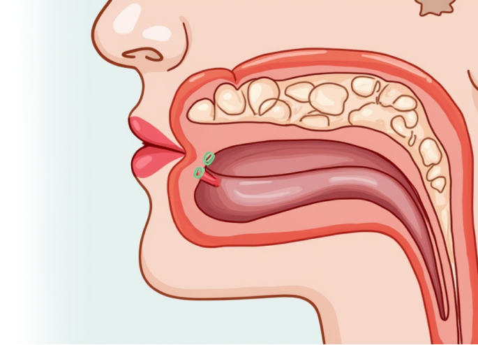 УЗИ слюнных желез