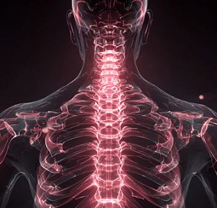 Декомпрессия спинного мозга и корешков на грудном отделе